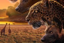 BBC纪录片.动物王国.Kingdom.2025.全6集.1080p.英语中字-夸克影视